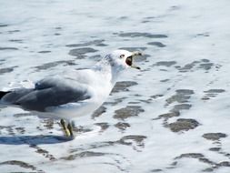 Seagull catches a fish