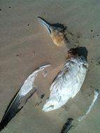 dead bird in the sea sand