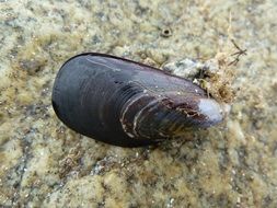 a mussel shell in the ocean water