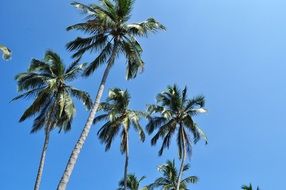 tall palm trees in Tayrona Natural Park