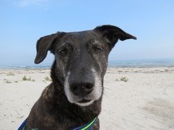 old black dog sits on beach