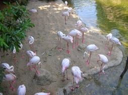 Birds near the pond