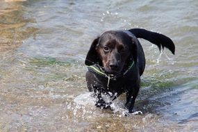 happy dog portrait