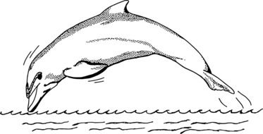 black and white graphic image of a jumping dolphin into the water