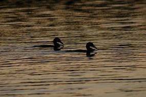 Wild ducks in the lake