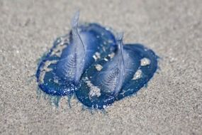 Two jellyfish in the sand