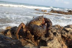 dark crab on sea beach