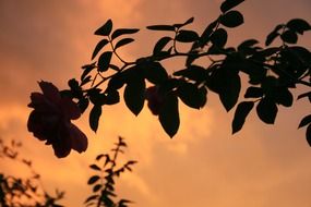 silhouette of a branch with a rose at sunset