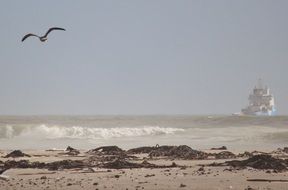 photo of a cargo ship in the ocean and a seagull high in the sky
