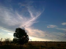 tree on the horizon in the evening