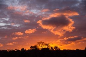 Pink clouds at sunset over treetops