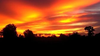 crimson sunset over dark silhouettes of trees