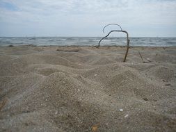 wooden branch on the beach