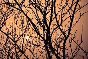 setting sun through the silhouettes of branches