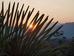 Sunrise through the palm