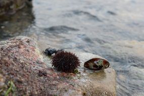 mussels marine istanbul water aback