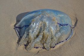 blue jellyfish on the sand