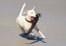 playful dog is running around with a stick on the beach