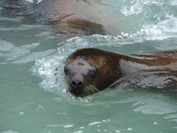 seal swims in water