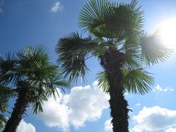 tropical palm trees against a sunny sky