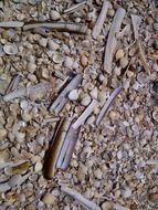 seashells on the beach of the north sea