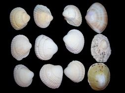 Colorful mussels at black background