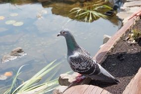 a dove sits on a tree trunk on the shore