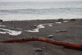 branch, stones and foam on gray sand by the sea