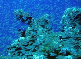 wildlife photography of A lot of fishes in ocean