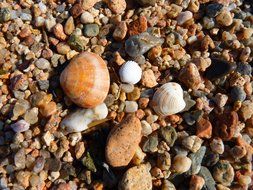 a lot of seashell on a beach