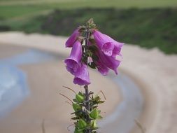 unimaginable foxgloves
