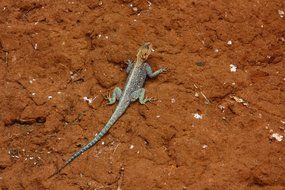 lizard on brown earth in africa