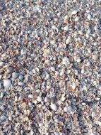 shells seashore close-up