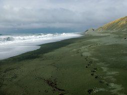 bear footprints on a beach in alaska