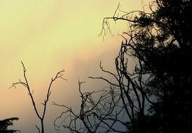 tree branches silhouettes on pink sunset background