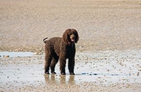 poodle on a sandy beach