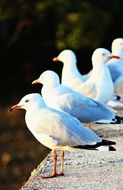 a group of gulls on a stone