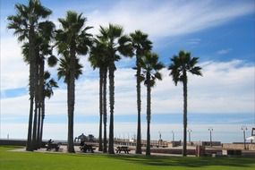 palm trees by the ocean