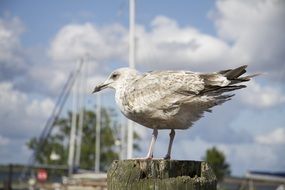 Seagull on the holiday