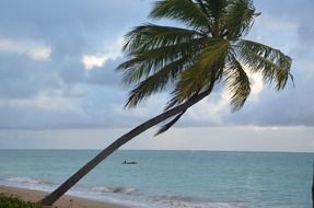 Palm tree on the beautiful beach