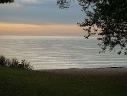 tree on the beach by the lake