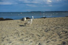 seaguls on sand at water