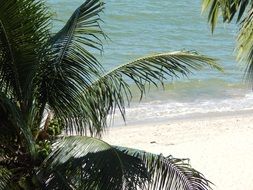 palm tree on the beach