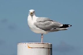 seagull on a metal post