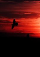 silhouette of a bird against a red sunset