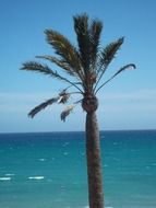 palm fuerteventura
