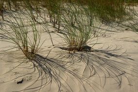 weeds in the sand on the beach