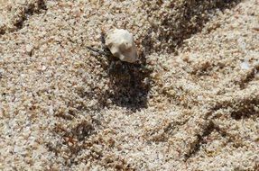 Crab on a sandy beach close-up