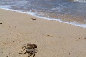 crab on sand at ocean, hawaii