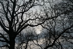 bare branches of trees on a cloudy winter day